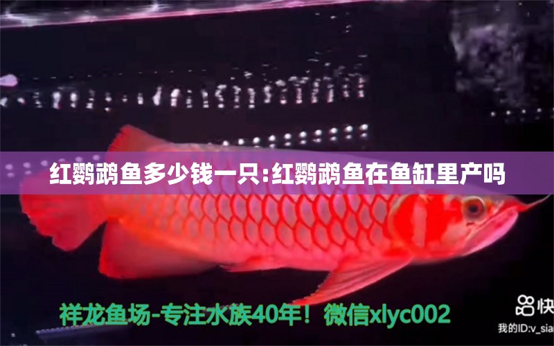 紅鸚鵡魚多少錢一只:紅鸚鵡魚在魚缸里產(chǎn)嗎