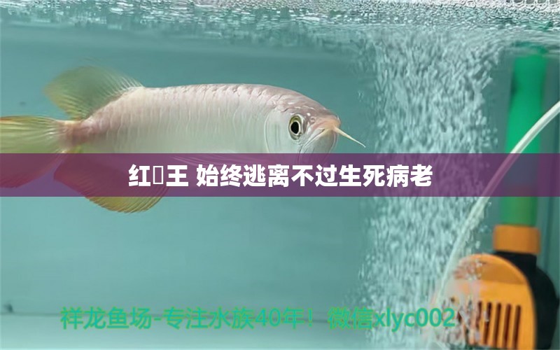 紅龍王 始終逃離不過生死病老 龍魚疾病與治療