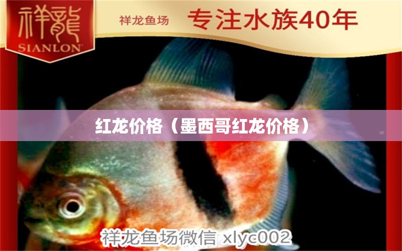 紅龍價(jià)格（墨西哥紅龍價(jià)格） 量子養(yǎng)魚(yú)技術(shù)