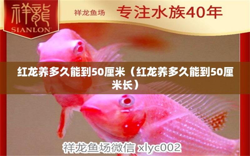 紅龍養(yǎng)多久能到50厘米（紅龍養(yǎng)多久能到50厘米長） 紅龍魚魚糧飼料