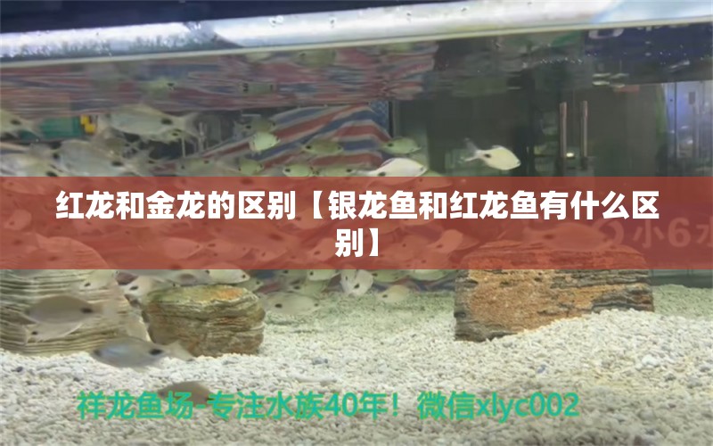 紅龍和金龍的區(qū)別【銀龍魚和紅龍魚有什么區(qū)別】