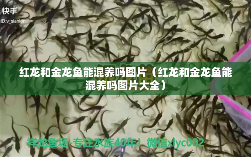 紅龍和金龍魚能混養(yǎng)嗎圖片（紅龍和金龍魚能混養(yǎng)嗎圖片大全） 龍魚疾病與治療