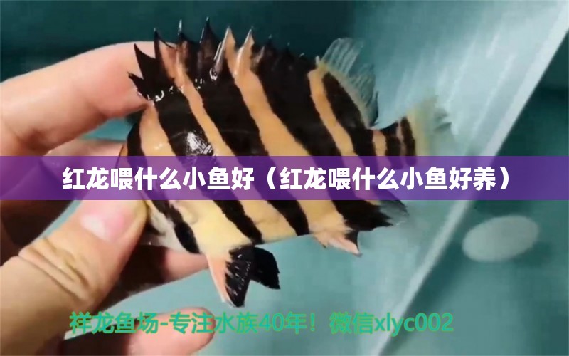 紅龍喂什么小魚(yú)好（紅龍喂什么小魚(yú)好養(yǎng)）