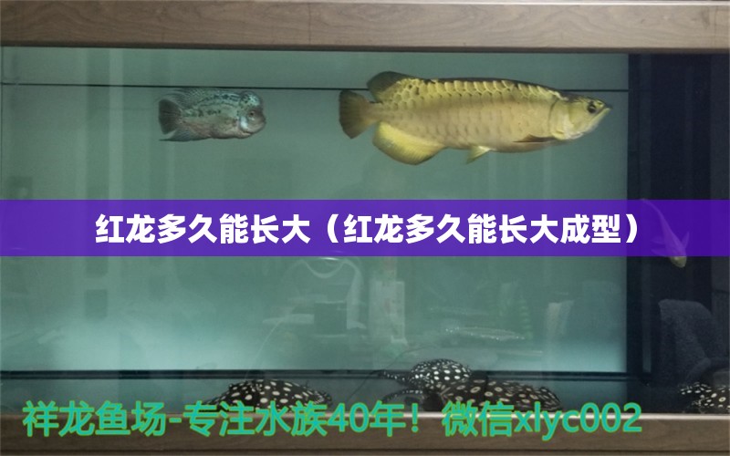 紅龍多久能長大（紅龍多久能長大成型） 紅龍魚魚糧飼料