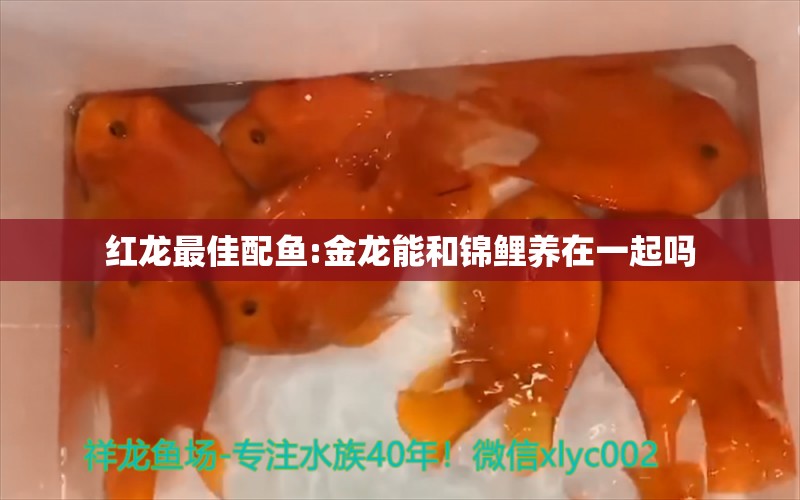 紅龍最佳配魚(yú):金龍能和錦鯉養(yǎng)在一起嗎 龍魚(yú)批發(fā) 第1張