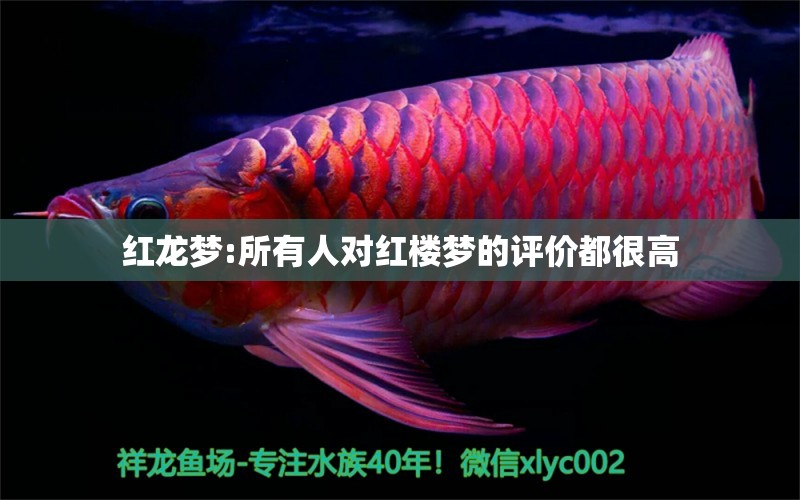 紅龍夢(mèng):所有人對(duì)紅樓夢(mèng)的評(píng)價(jià)都很高 龍魚批發(fā)