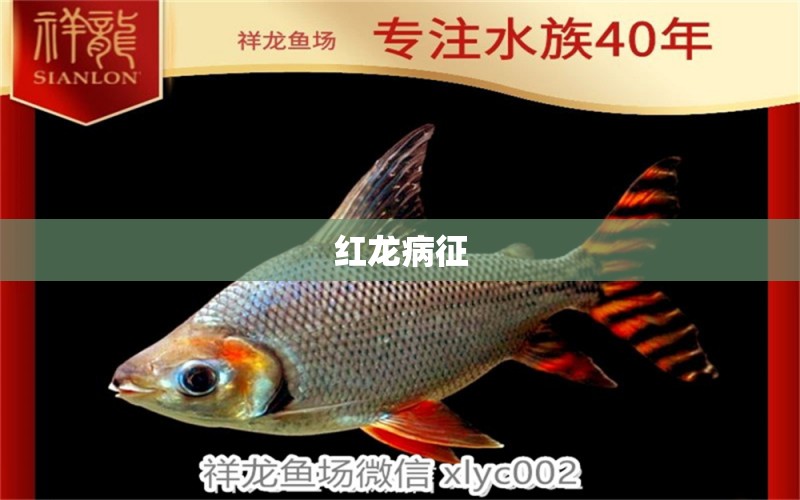 紅龍病征 龍魚(yú)疾病與治療