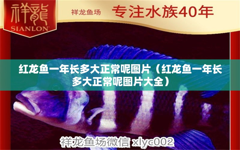 紅龍魚一年長多大正常呢圖片（紅龍魚一年長多大正常呢圖片大全） 印尼紅龍魚