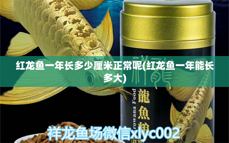 紅龍魚一年長多少厘米正常呢(紅龍魚一年能長多大) 廣州水族器材濾材批發(fā)市場