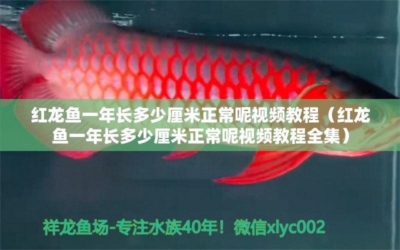 紅龍魚一年長多少厘米正常呢視頻教程（紅龍魚一年長多少厘米正常呢視頻教程全集）