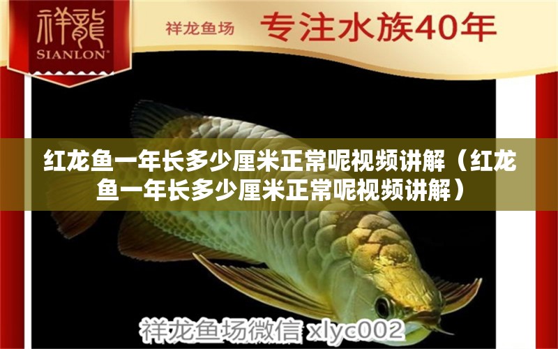 紅龍魚一年長(zhǎng)多少厘米正常呢視頻講解（紅龍魚一年長(zhǎng)多少厘米正常呢視頻講解） 印尼紅龍魚