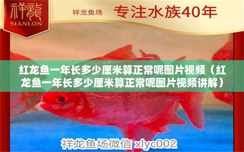 紅龍魚一年長多少厘米算正常呢圖片視頻（紅龍魚一年長多少厘米算正常呢圖片視頻講解） 印尼紅龍魚