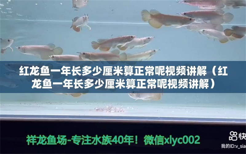 紅龍魚一年長(zhǎng)多少厘米算正常呢視頻講解（紅龍魚一年長(zhǎng)多少厘米算正常呢視頻講解） 印尼紅龍魚