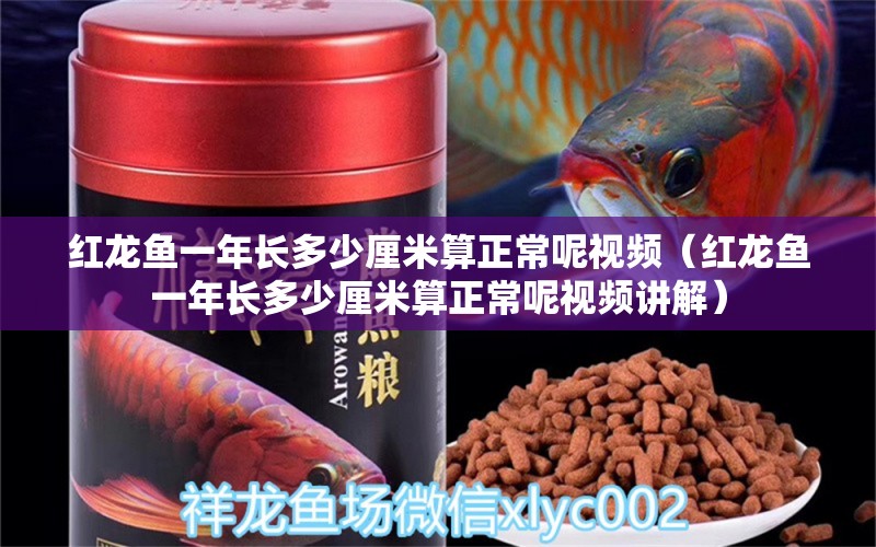 紅龍魚一年長多少厘米算正常呢視頻（紅龍魚一年長多少厘米算正常呢視頻講解） 印尼紅龍魚