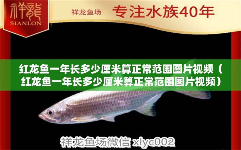 紅龍魚(yú)一年長(zhǎng)多少厘米算正常范圍圖片視頻（紅龍魚(yú)一年長(zhǎng)多少厘米算正常范圍圖片視頻） 印尼紅龍魚(yú)