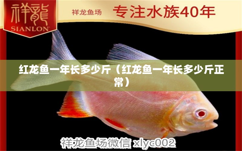 紅龍魚一年長(zhǎng)多少斤（紅龍魚一年長(zhǎng)多少斤正常） 印尼紅龍魚