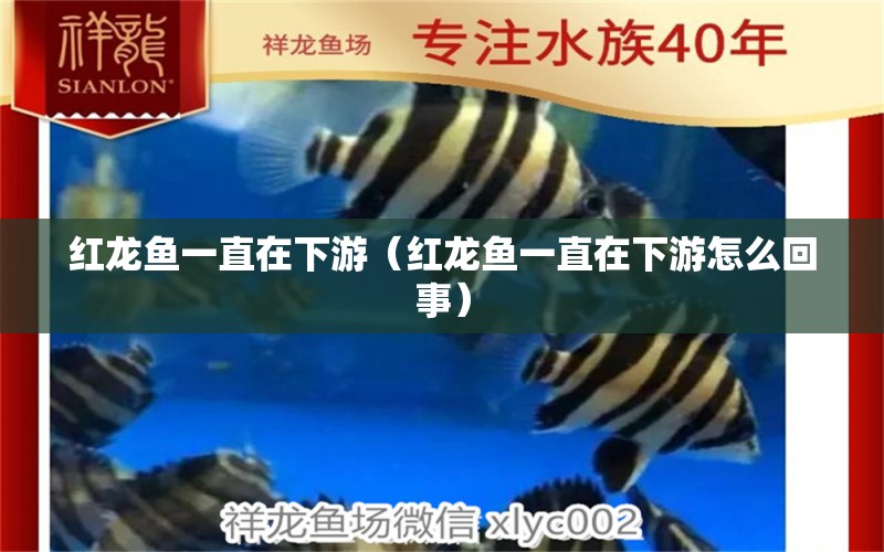 紅龍魚一直在下游（紅龍魚一直在下游怎么回事） 印尼紅龍魚