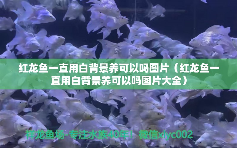 紅龍魚一直用白背景養(yǎng)可以嗎圖片（紅龍魚一直用白背景養(yǎng)可以嗎圖片大全）