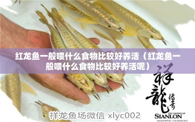 紅龍魚一般喂什么食物比較好養(yǎng)活（紅龍魚一般喂什么食物比較好養(yǎng)活呢） 龍魚百科