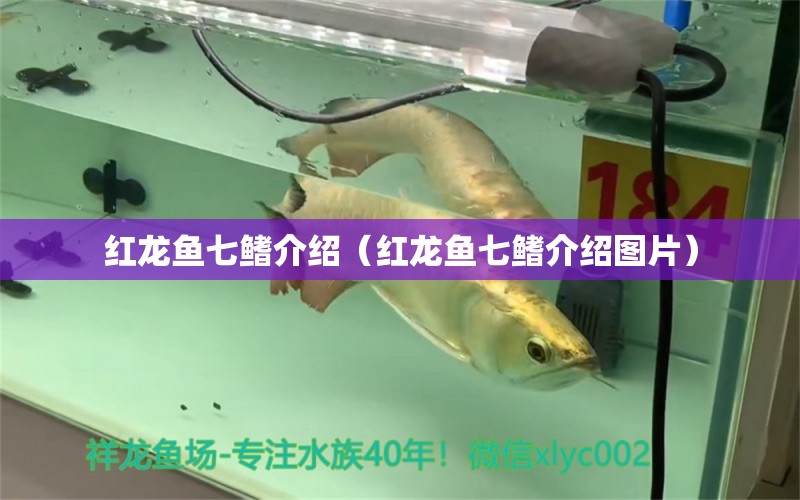 紅龍魚(yú)七鰭介紹（紅龍魚(yú)七鰭介紹圖片） 印尼紅龍魚(yú)