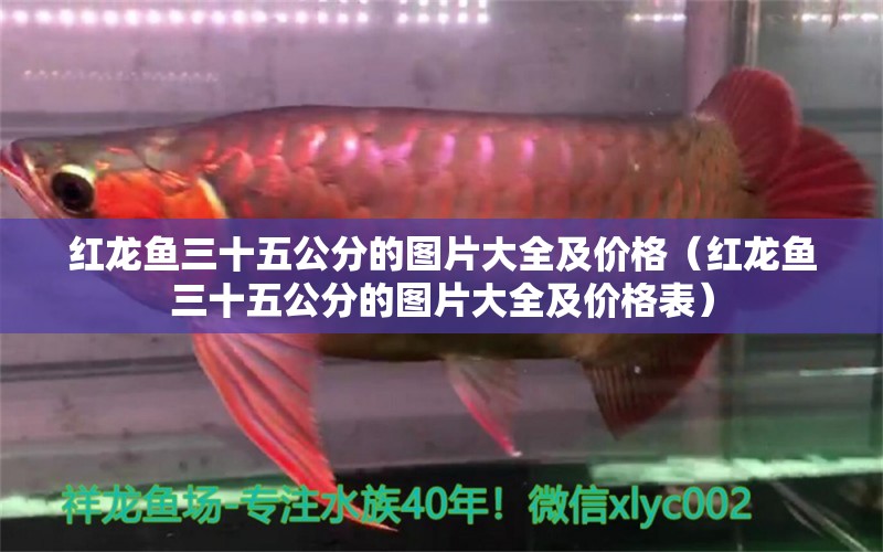 紅龍魚三十五公分的圖片大全及價(jià)格（紅龍魚三十五公分的圖片大全及價(jià)格表） 龍魚百科