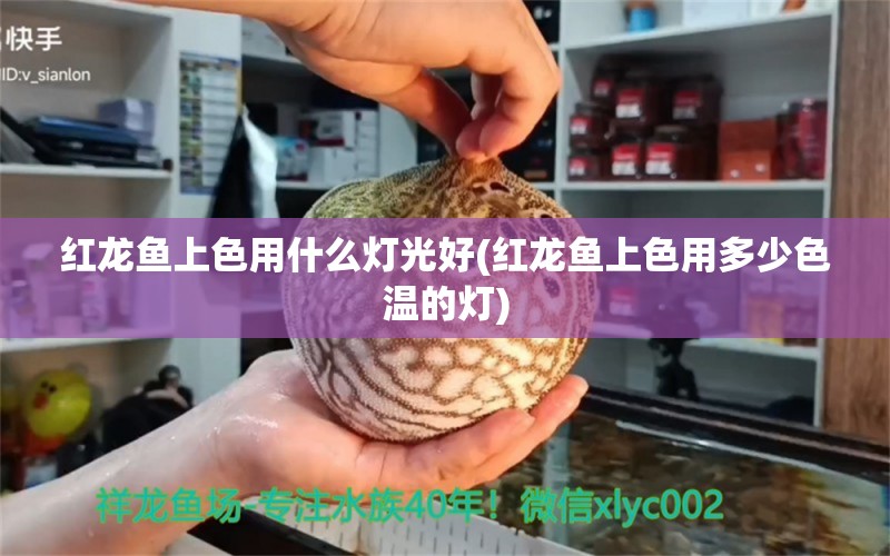 紅龍魚(yú)上色用什么燈光好(紅龍魚(yú)上色用多少色溫的燈) 奈及利亞紅圓點(diǎn)狗頭