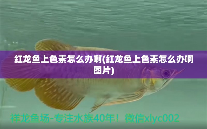 紅龍魚上色素怎么辦啊(紅龍魚上色素怎么辦啊圖片) 水族品牌