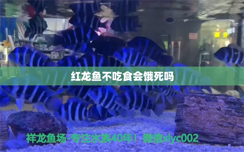 紅龍魚不吃食會(huì)餓死嗎