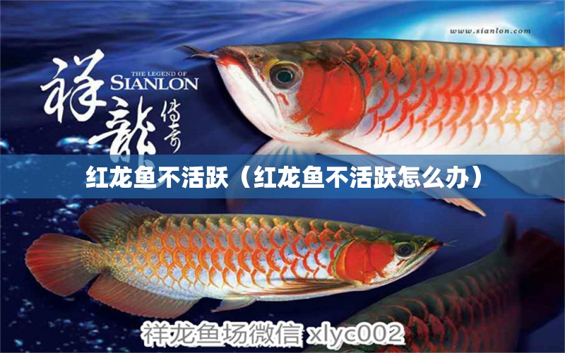 紅龍魚不活躍（紅龍魚不活躍怎么辦）