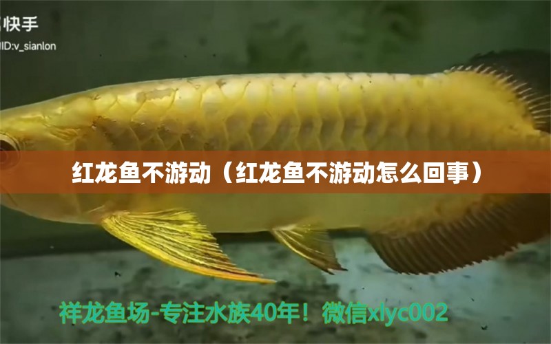 紅龍魚不游動（紅龍魚不游動怎么回事）