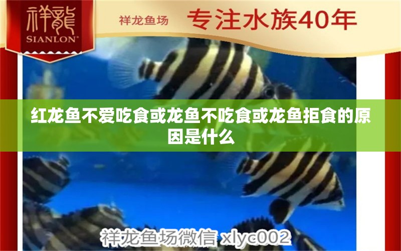 紅龍魚不愛吃食或龍魚不吃食或龍魚拒食的原因是什么