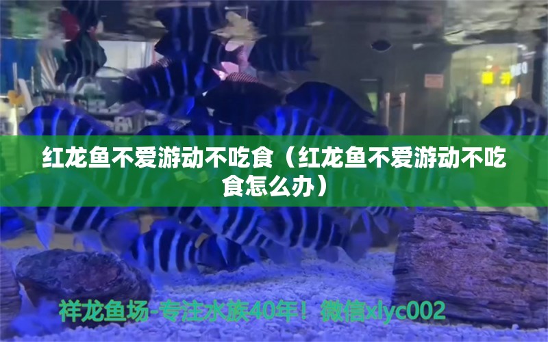 紅龍魚不愛游動不吃食（紅龍魚不愛游動不吃食怎么辦） 印尼紅龍魚