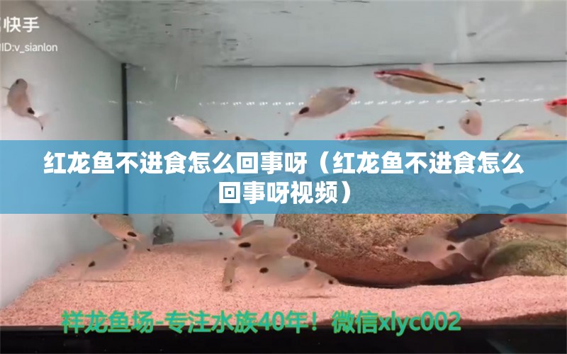 紅龍魚不進(jìn)食怎么回事呀（紅龍魚不進(jìn)食怎么回事呀視頻） 印尼紅龍魚