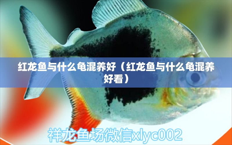 紅龍魚與什么龜混養(yǎng)好（紅龍魚與什么龜混養(yǎng)好看）