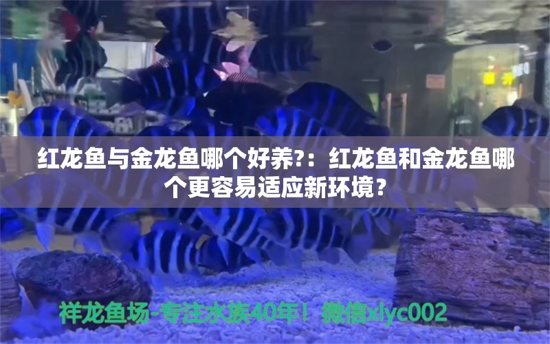 紅龍魚(yú)與金龍魚(yú)哪個(gè)好養(yǎng)?：紅龍魚(yú)和金龍魚(yú)哪個(gè)更容易適應(yīng)新環(huán)境？ 水族問(wèn)答 第1張