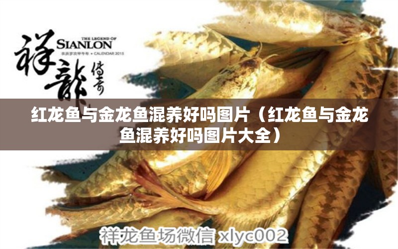 紅龍魚與金龍魚混養(yǎng)好嗎圖片（紅龍魚與金龍魚混養(yǎng)好嗎圖片大全） 龍魚疾病與治療