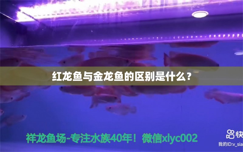 紅龍魚與金龍魚的區(qū)別是什么？ 觀賞魚