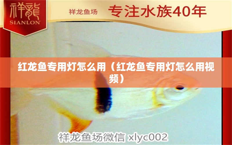 紅龍魚專用燈怎么用（紅龍魚專用燈怎么用視頻）