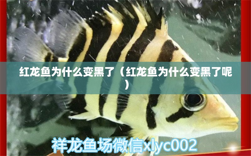 紅龍魚為什么變黑了（紅龍魚為什么變黑了呢） 印尼紅龍魚