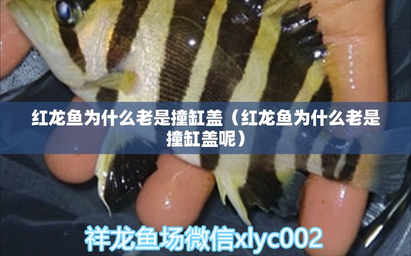 紅龍魚(yú)為什么老是撞缸蓋（紅龍魚(yú)為什么老是撞缸蓋呢）