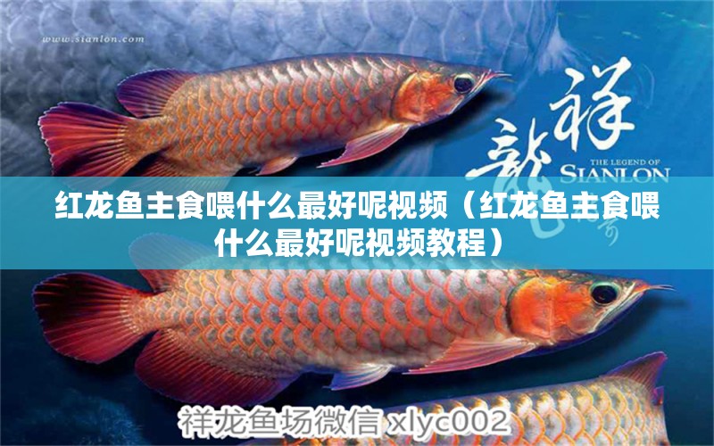 紅龍魚主食喂什么最好呢視頻（紅龍魚主食喂什么最好呢視頻教程）