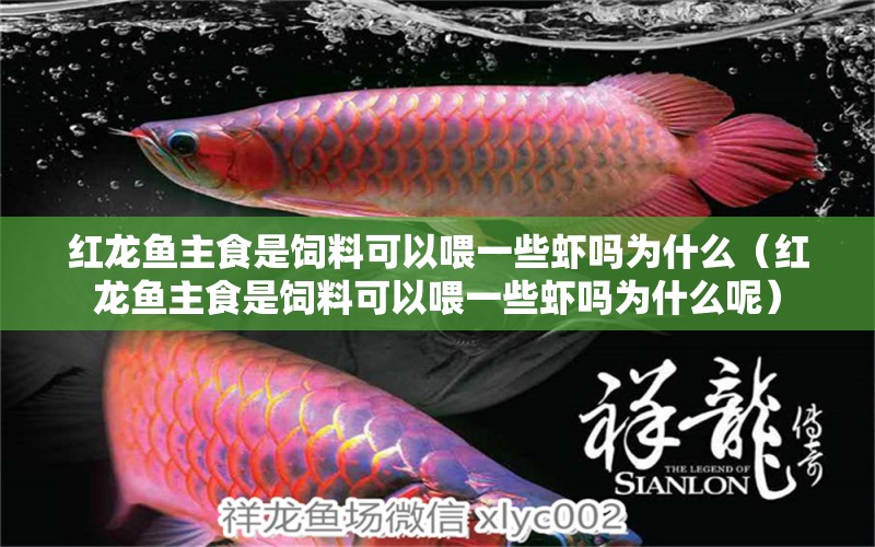 紅龍魚主食是飼料可以喂一些蝦嗎為什么（紅龍魚主食是飼料可以喂一些蝦嗎為什么呢） 龍魚百科