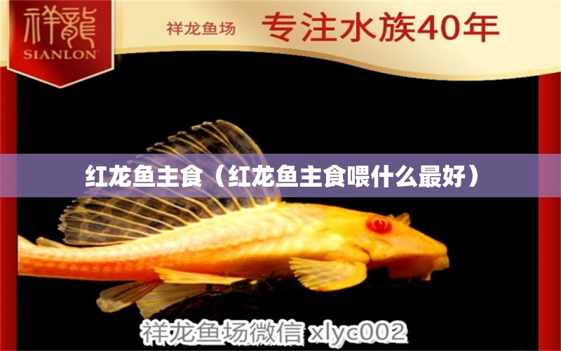 紅龍魚主食（紅龍魚主食喂什么最好）