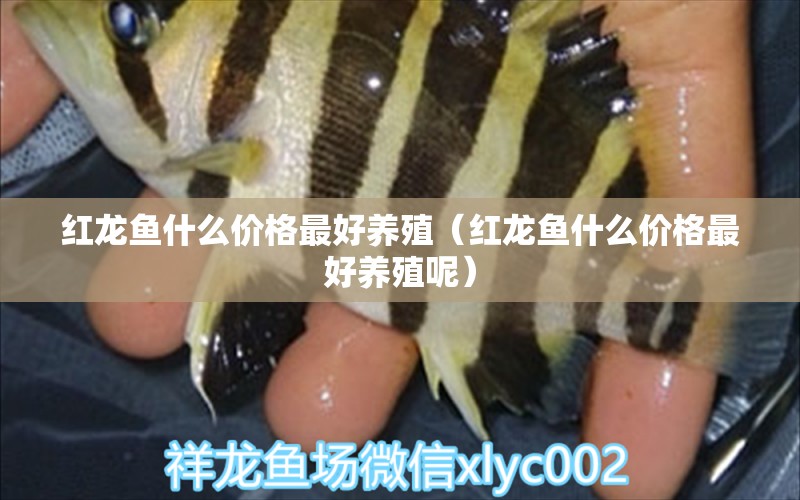 紅龍魚什么價格最好養(yǎng)殖（紅龍魚什么價格最好養(yǎng)殖呢）