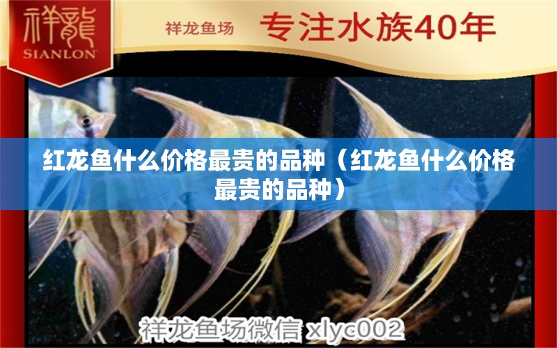 紅龍魚什么價(jià)格最貴的品種（紅龍魚什么價(jià)格最貴的品種）