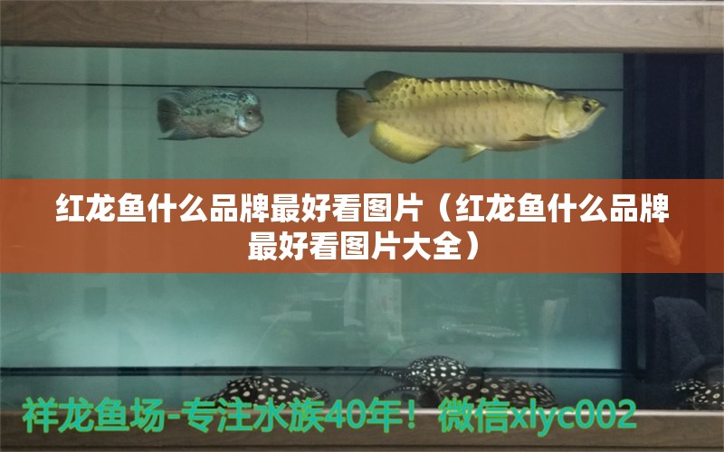 紅龍魚(yú)什么品牌最好看圖片（紅龍魚(yú)什么品牌最好看圖片大全） 印尼紅龍魚(yú)