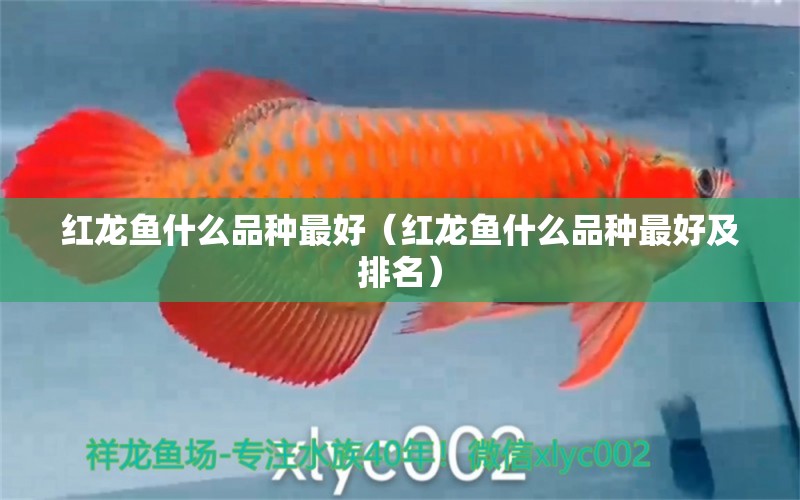 紅龍魚什么品種最好（紅龍魚什么品種最好及排名）