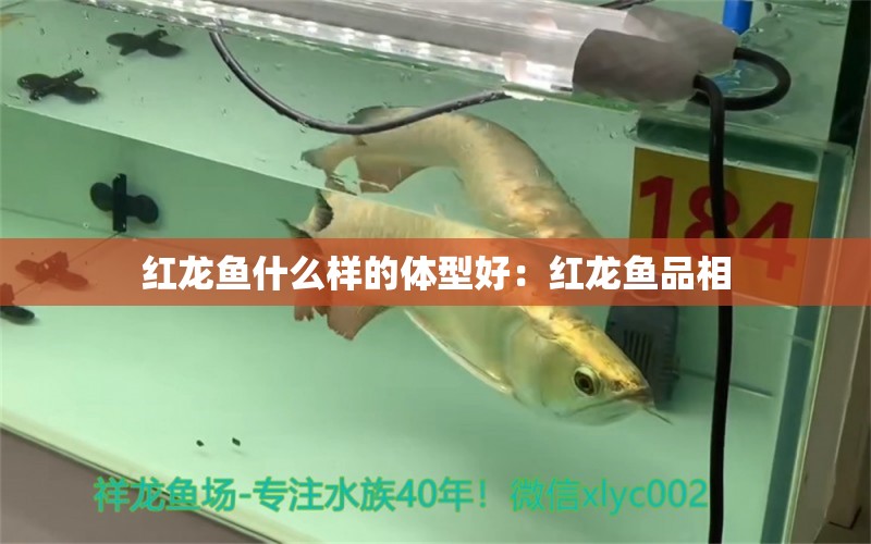 紅龍魚什么樣的體型好：紅龍魚品相