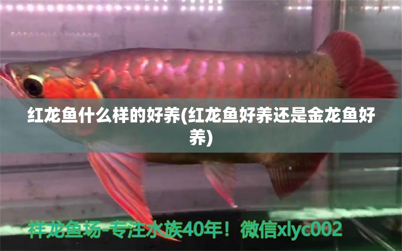 紅龍魚什么樣的好養(yǎng)(紅龍魚好養(yǎng)還是金龍魚好養(yǎng))