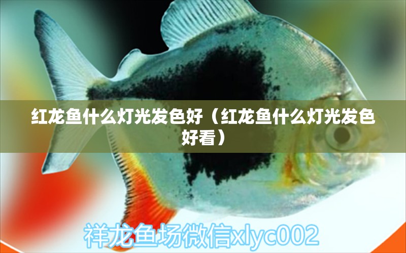 紅龍魚什么燈光發(fā)色好（紅龍魚什么燈光發(fā)色好看） 印尼紅龍魚